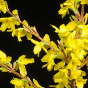 ThumbnailBanner/st_61.jpg