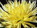 chrysanthemums by Starbright NYC