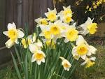 daffodils by Starbright NYC