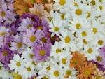 daisies by Starbright NYC