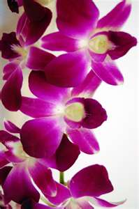 dendrobium orchids by Starbright NYC