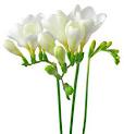 freesia flowers by Starbright NYC