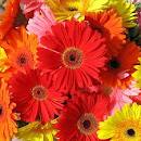 gerbera daisies by Starbright NYC