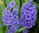 hyacinth flowers by Starbright NYC