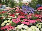 hydrangea flowers by Starbright NYC