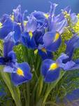 iris flowers by Starbright NYC