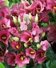 lisianthus flowers by Starbright NYC