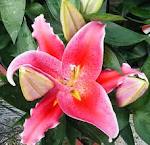oriental lily by Starbright NYC