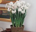 NYC paper whites plant by Starbright
