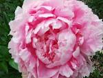 peonies flowers by Starbright NYC