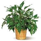 NYC philodendron plant