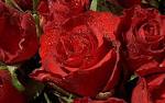 roses by Starbright NYC