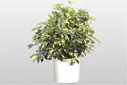 NYC schefflera arboricola plant by Starbright