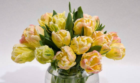 webassets/PeachTulips3.jpg
